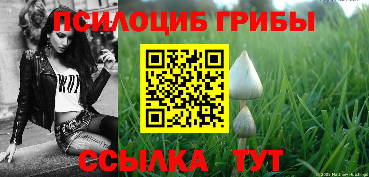 Псилоцибиновые грибы Psilocybe  Вход с VPN  Будённовск 